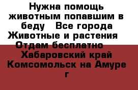 Нужна помощь животным попавшим в беду - Все города Животные и растения » Отдам бесплатно   . Хабаровский край,Комсомольск-на-Амуре г.